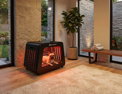 A small dog lies inside a black pet cooling fan crate on a wooden floor in a modern home interior with stone walls, a plant, and a bench.